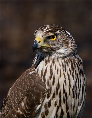 Хищные птицы и их характеристика