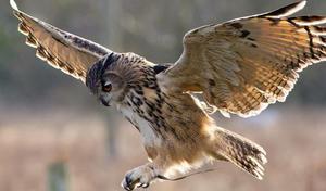 Повадки и образ жизни хищных птиц