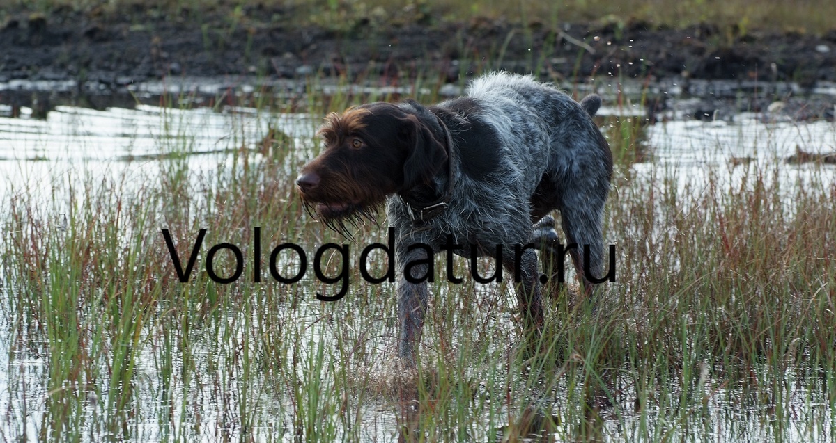 Охота с дратхаром на уток