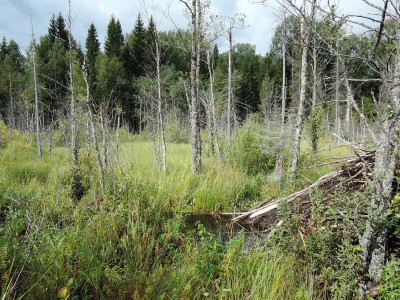 Осенняя охота на уток. Верховое болото