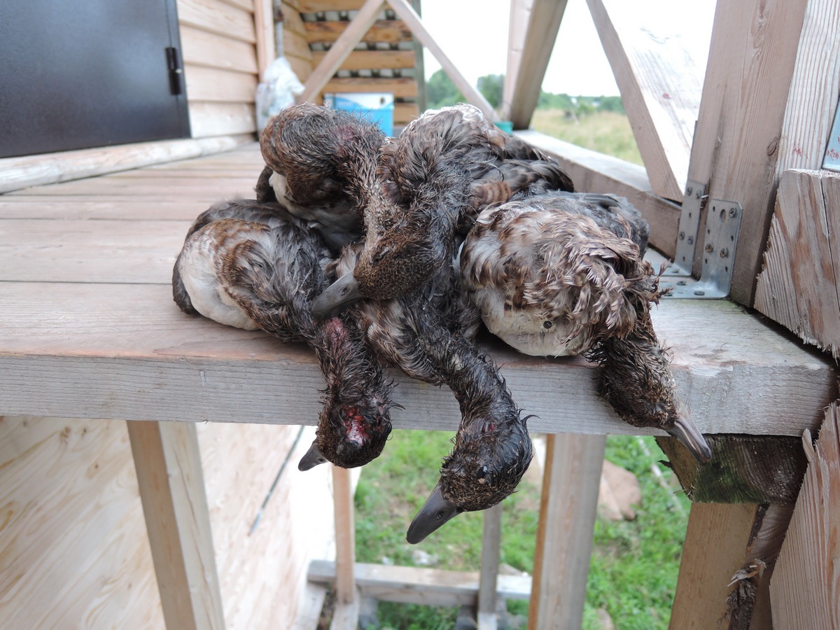 Охота на уток на пролетах