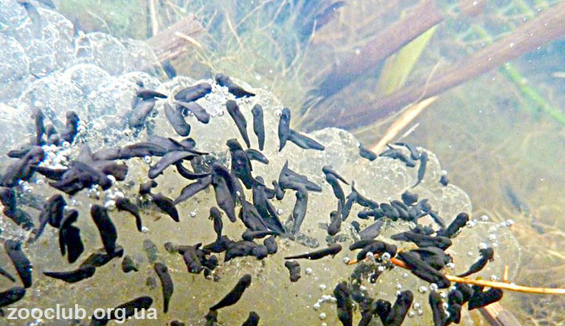 Личинки травяной лягушки