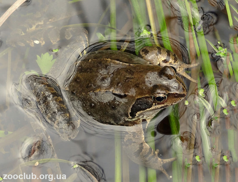 Травяная лягушка среда размножения