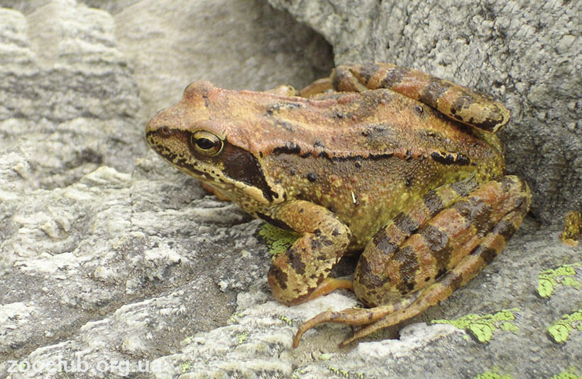 Фото Rana temporaria