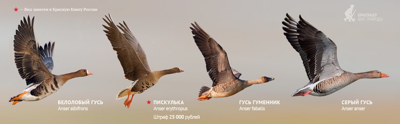 Весенняя охота на гуся, охота на гуся весной, весенняя охота на гуся 2017, открытие сезона весенней охоты на гуся, гуси, как охотиться на гуся, когда охотиться на гуся, где охотиться на гуся, манок на гуся, охота на гуся с манком, маскировка на охоте на гуся, укрытие на охоте на гуся, охота на гуся с профилями, охота на гуся с чучелами, тактика охоты на гуся, ружья и патроны для охоты на гуся, серый гусь, белолобый гусь, гусь гуменник