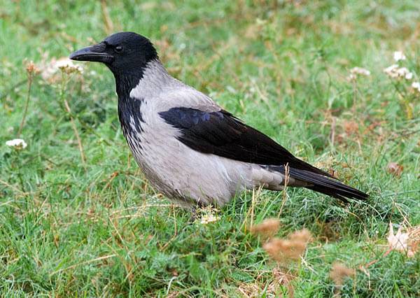 Серая ворона