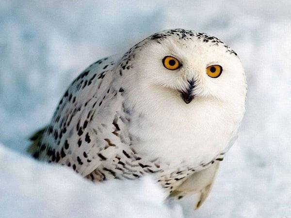 Полярная сова