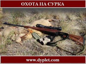 Охота на сурка