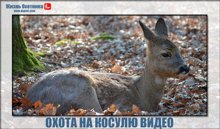 Охота на косулю на видео