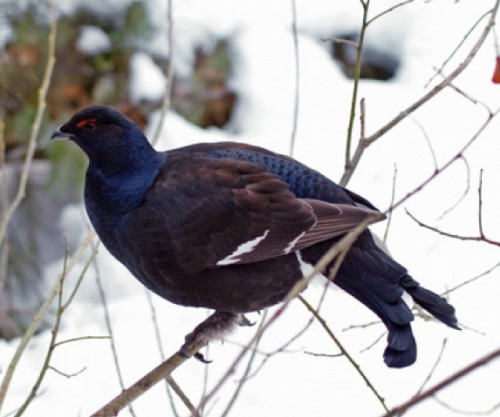 Зимняя охота на тетерева.