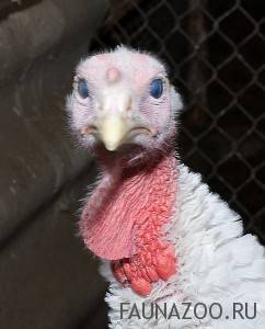 Индюк обыкновенный