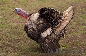 Индюк обыкновенный