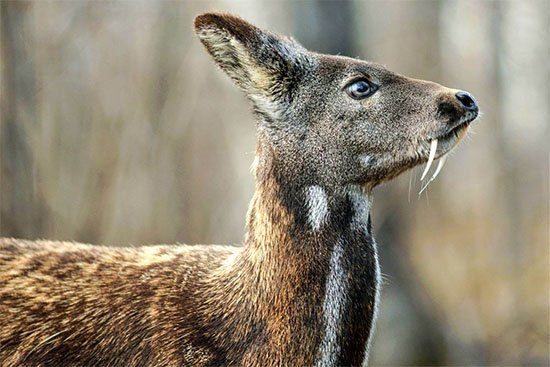 Кабарга и ее сезонная жизнь Календарь охотника