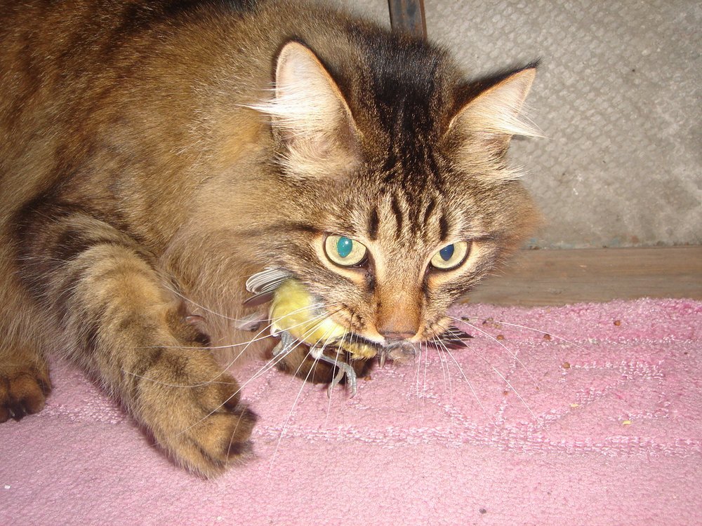 Как охотятся кошки.