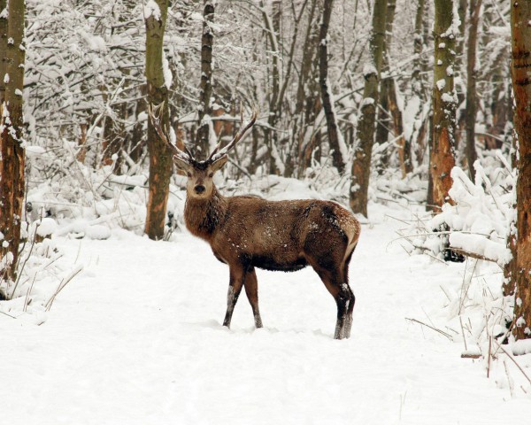 Как охотятся на оленя.