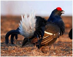 Как правильно охотиться на тетерева косача?