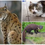 Враги мышей