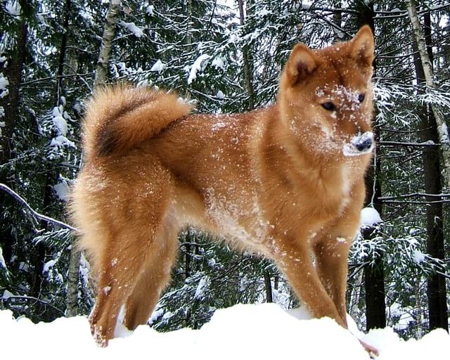 Лайка – описание охотничьей породы: внешний вид собаки, характер, правильное содержание и уход