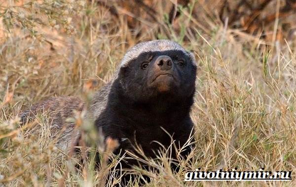 Медоед-животное-Образ-жизни-и-среда-обитания-медоеда-3