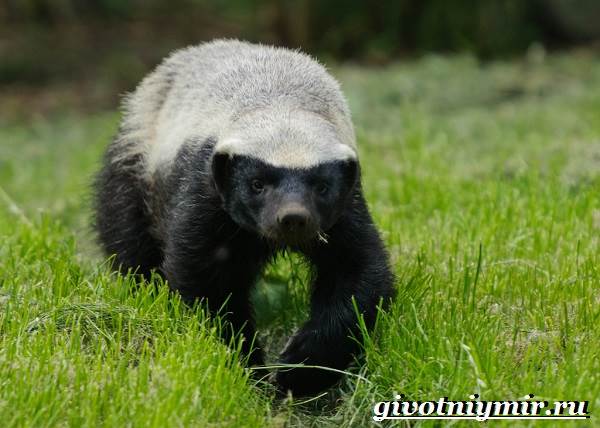 Медоед-животное-Образ-жизни-и-среда-обитания-медоеда-2