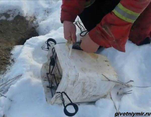 Охота-на-барсука-и-её-особенности-4