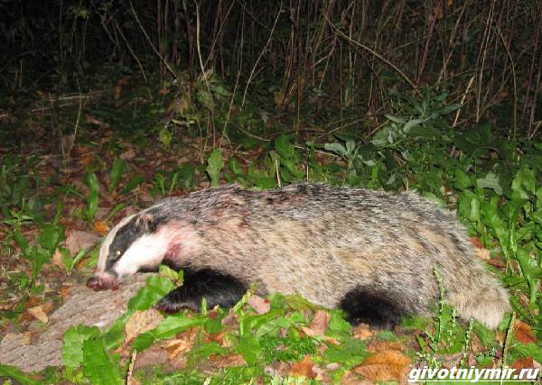 Охота-на-барсука-и-её-особенности-2