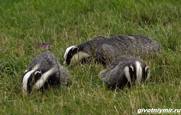 Охота-на-барсука-и-её-особенности-1