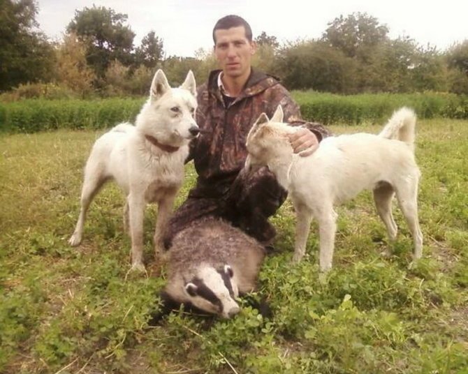 Охота с лайками