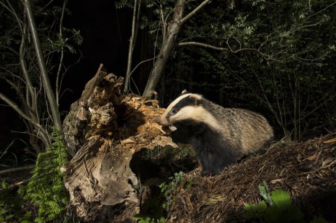 Барсук ведет преимущественно ночной образ жизни