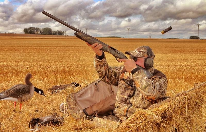 охота на гуся