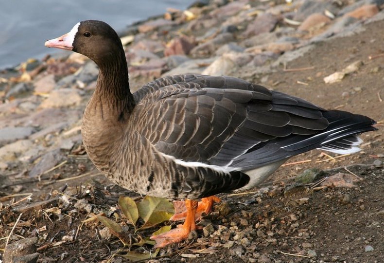 белолобый гусь