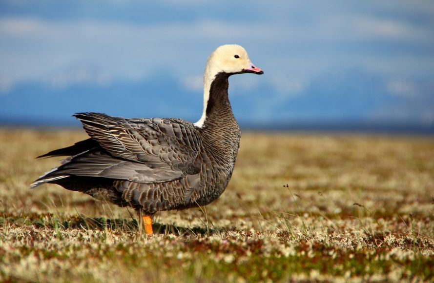 гусь белошей