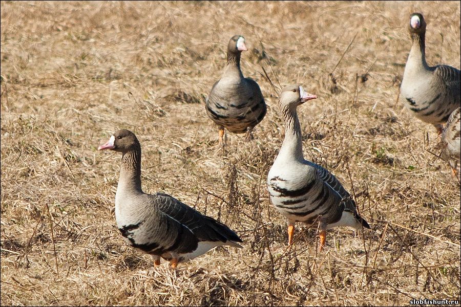 охота на гуся