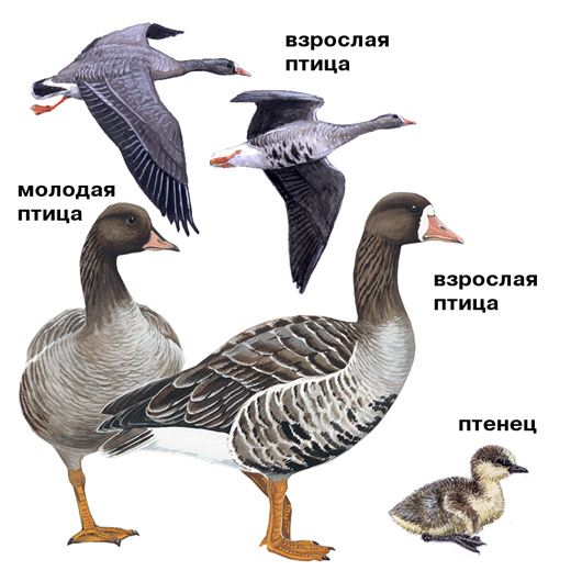 белолобый гусь