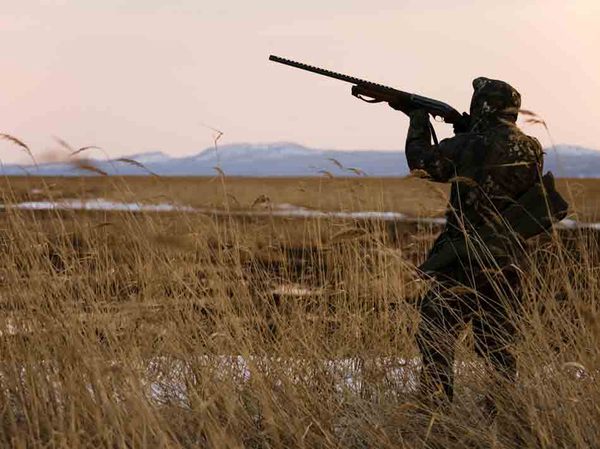 охота на гуся