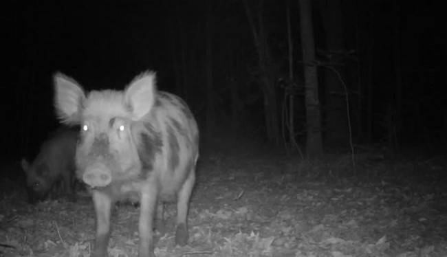 Охота ночью