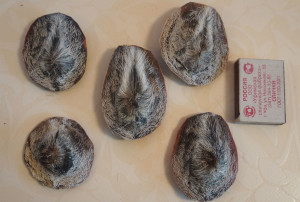 Струя кабарги