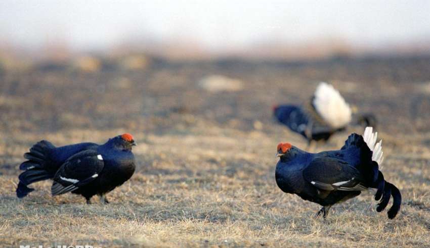 Охота на косача 2016