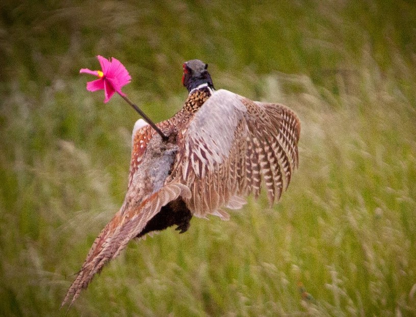 охота с луком на птицу