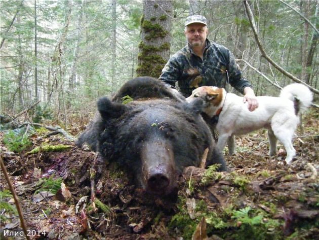 Охота на медведя по чернотропу