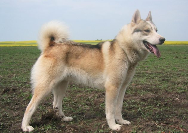 Для охоты на медведя лучше всего подходит западно-сибирская лайка