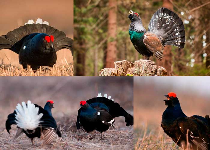 охота на тетеревов