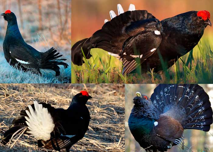 охота на тетерева