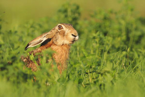 Заяц в траве