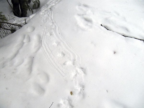 следы зайца