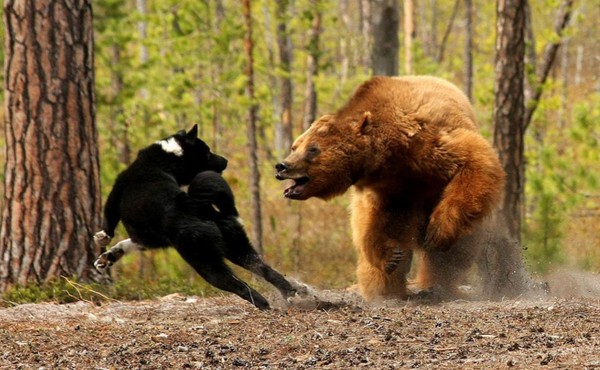 Собака сердит дикого зверя