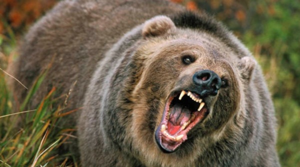 Свирепый хищник