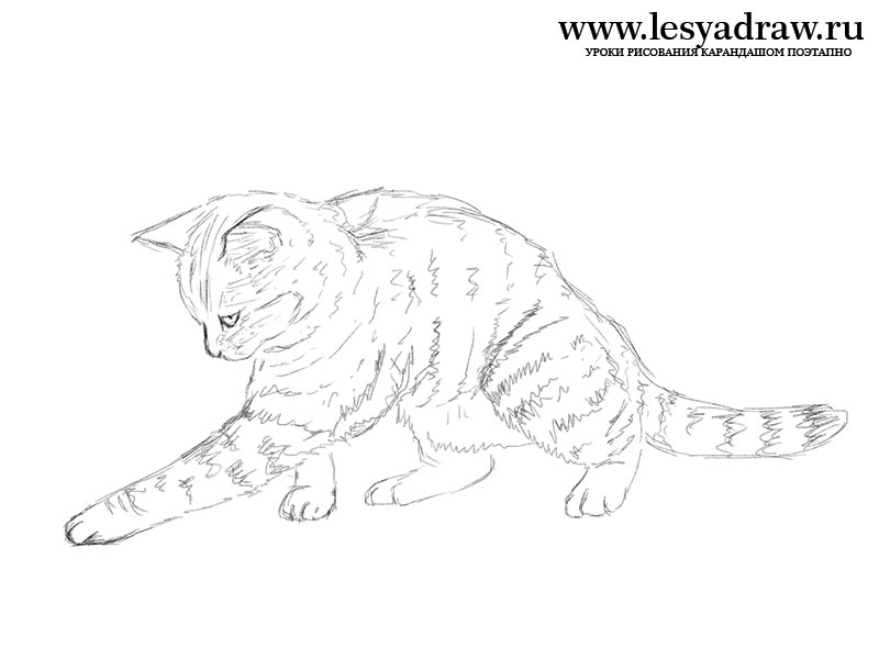 Как нарисовать играющегося котенка