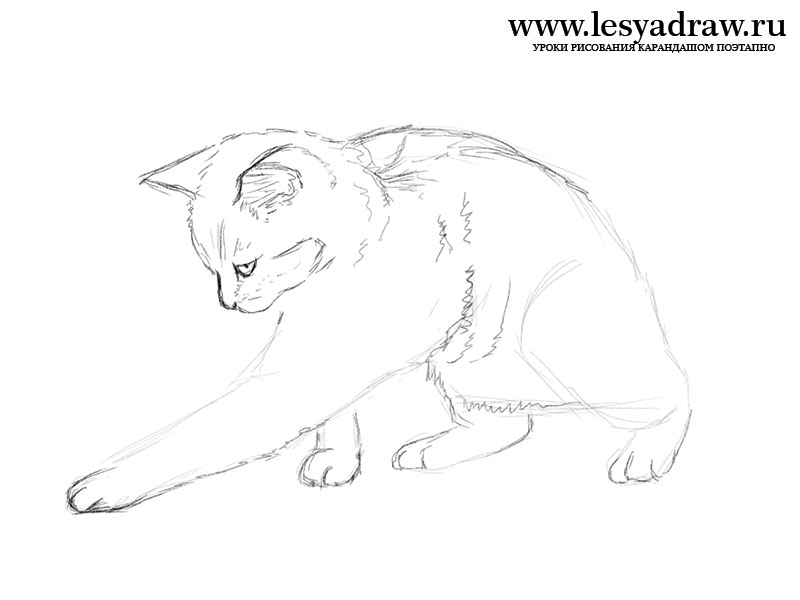Как нарисовать играющуюся кошку