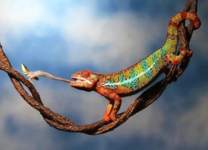 как охотится хамелеон